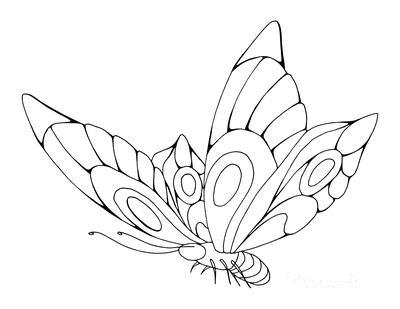 Butterfly Coloring Pages Beautiful Patterned Wings