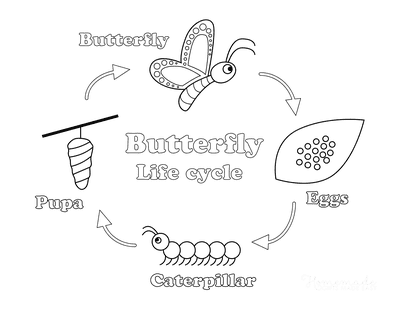 butterfly life cycle coloring pages