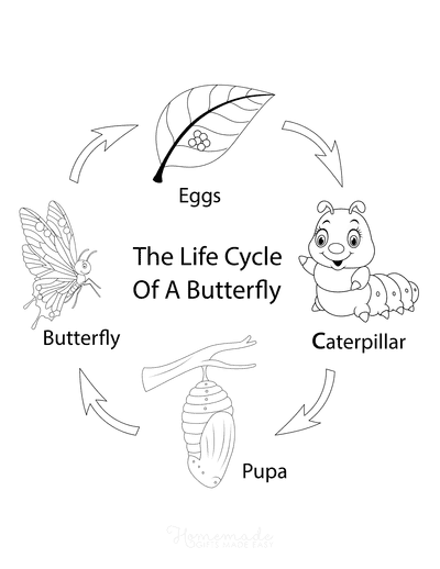 Butterfly Coloring Pages Life Cycle Cartoon