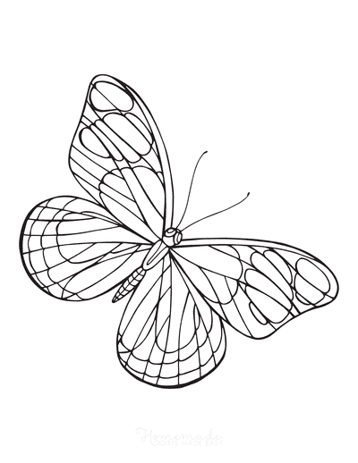 Butterfly Coloring Pages Simple Outline Wing Veins