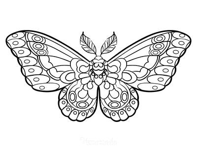 Butterfly Coloring Pages Stylized Wing Pattern Feathered Antennae