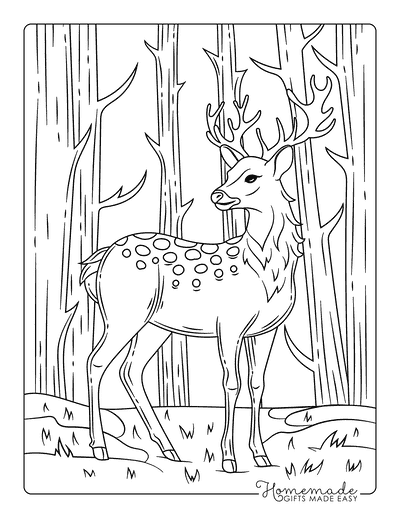 Deer Coloring Pages Realistic White Tailed Deer Buck Coloring Page