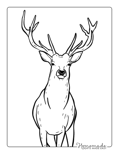 Deer Coloring Pages Realistic White Tailed Deer Drawing