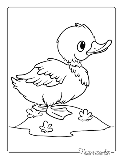 Duck Coloring Pages Easy Fluffy Cartoon Mallard Coloring Page