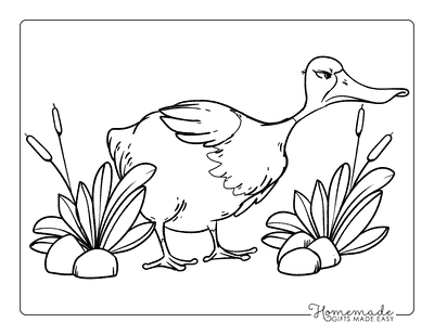 Duck Coloring Pages Funny Angry Cartoon Mallard