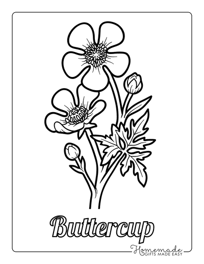 Flower Coloring Pages Botanical Buttercup