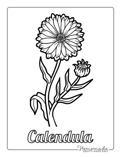 Flower Coloring Pages Botanical Calendula