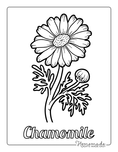 Flower Coloring Pages Botanical Chamomile