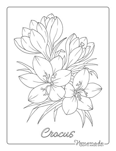 Flower Coloring Pages Botanical Crocus