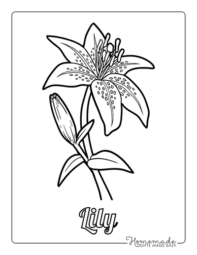 Flower Coloring Pages Botanical Lily