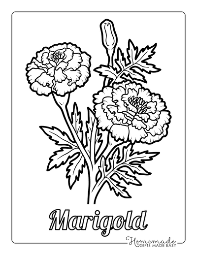 Flower Coloring Pages Botanical Marigold