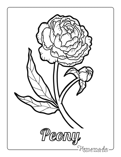 Flower Coloring Pages Botanical Peony