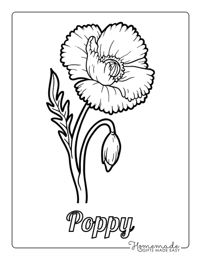 Flower Coloring Pages Botanical Poppy