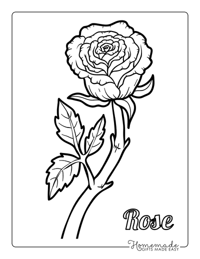 Flower Coloring Pages Botanical Rose