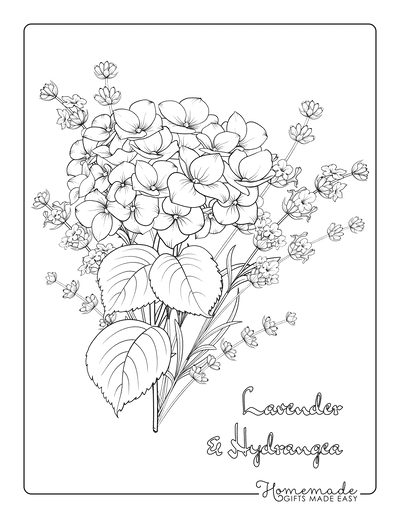 Flower Coloring Pages Lavender and Hydrangea Botanical
