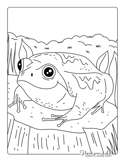 Frog Coloring Pages Cute Hand Drawn Realistic Frog Outline Frog Coloring Pages Cute Hand Drawn Realistic Frog Outline