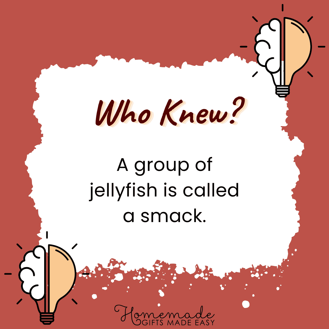 Fun Facts - A group of jellyfish is called a smack.