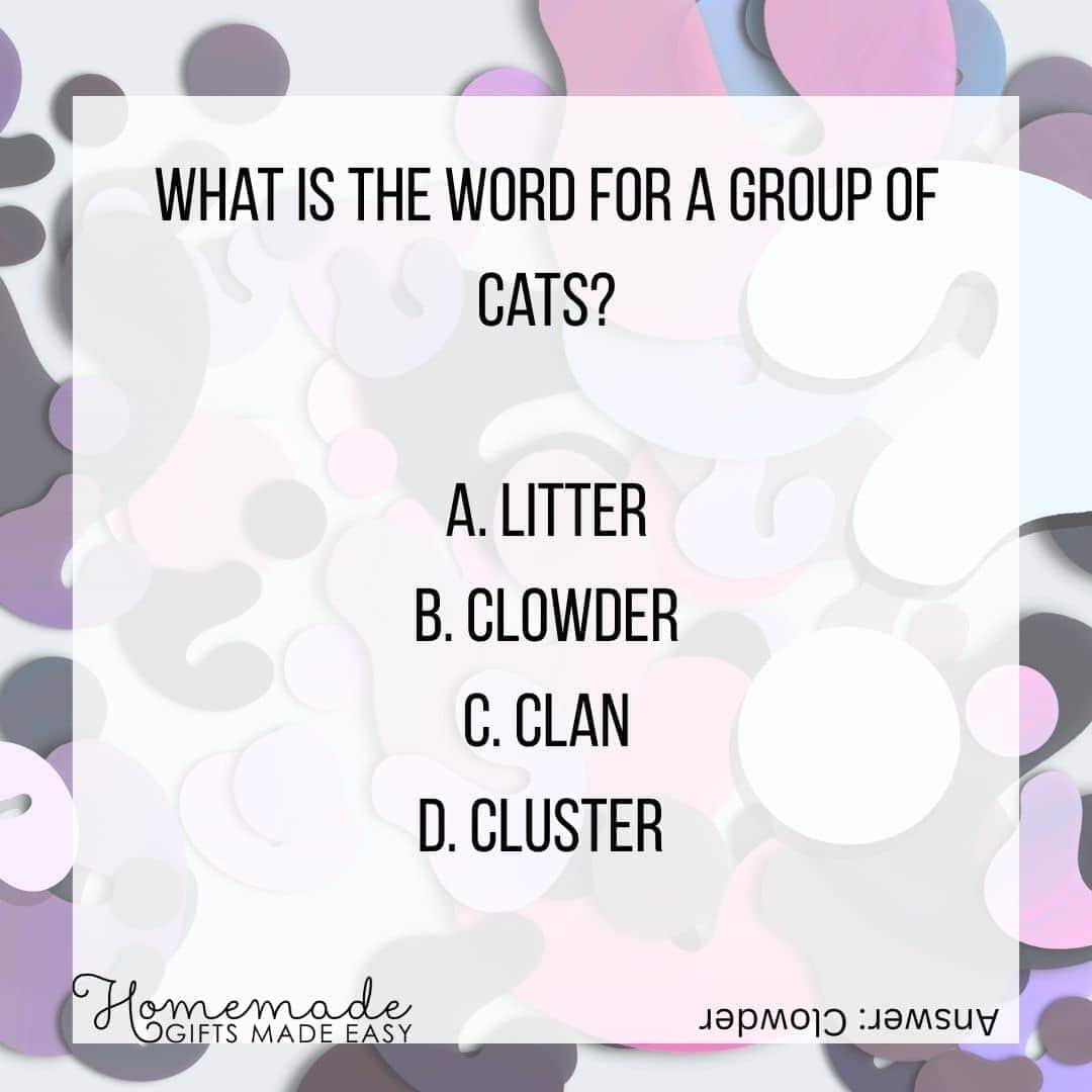 fun multiple choice questions