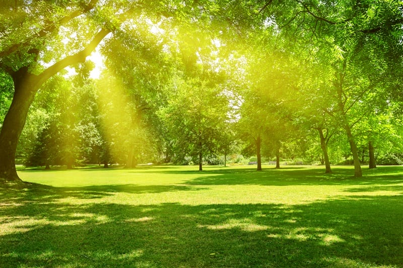 green and yellow make sunlight and nature