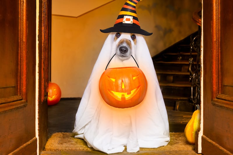 Halloween Jokes Ghost Dog