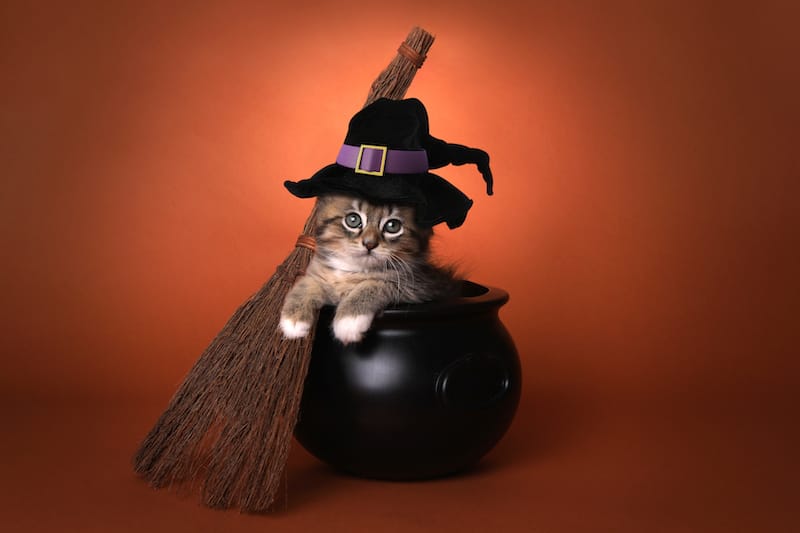Halloween Jokes kitten in cauldron