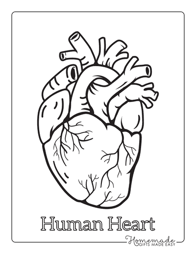 heart parts coloring pages