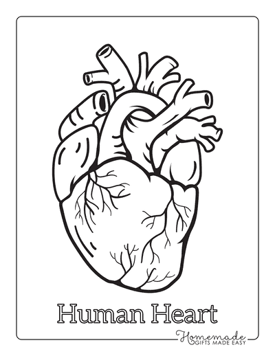 Heart Coloring Pages Anatomical Heart
