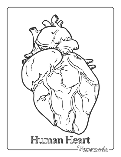 Heart Coloring Pages Anatomical Heart Drawing