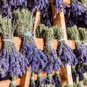 how to dry lavender