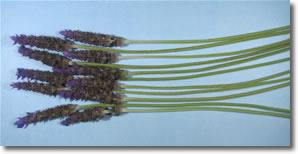 lavender bottles step 1