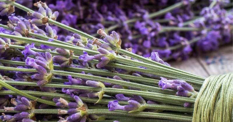 bath and body recipes lavender crafts