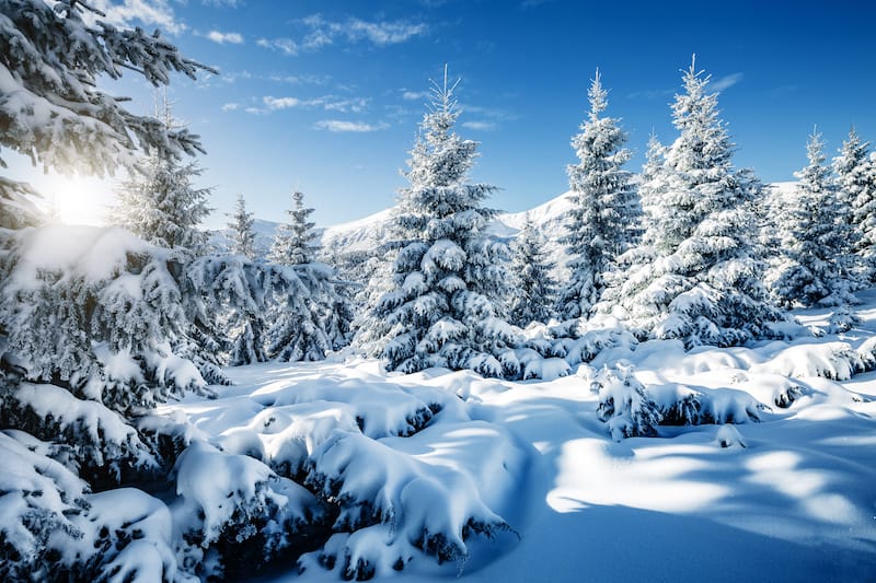 new year bible verses snow covered spruce trees