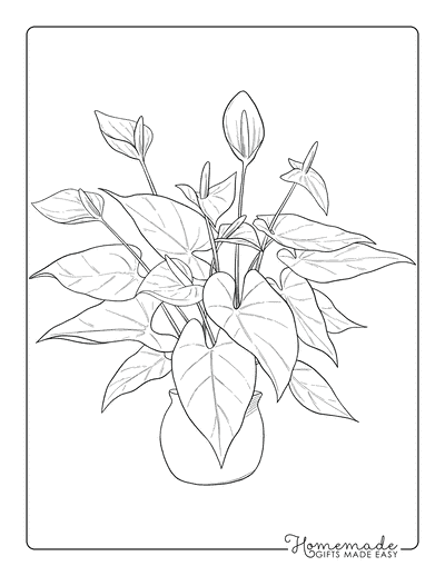 Plant Coloring Pages Realistic Anthurium Flower in Pot Illustration