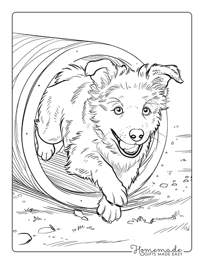 Puppy Coloring Pages Australian Shepherd Agility Tube