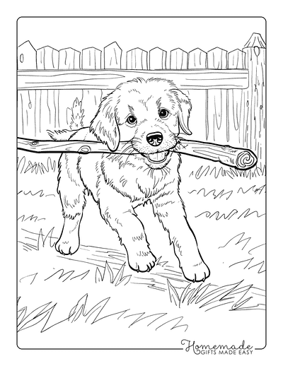 Puppy Coloring Pages Golden Retriever Carrying Large Stick