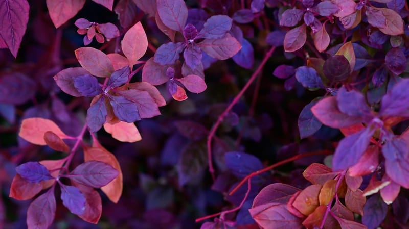 red and blue make purple in nature with purple leaves