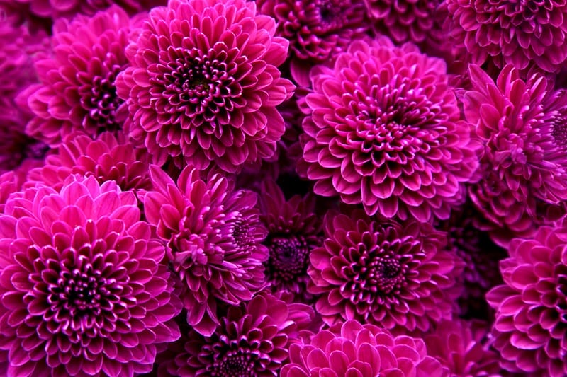 red and purple make magenta dahlias