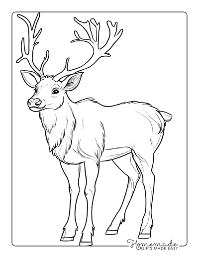 Reindeer Coloring Pages Realistic Deer Drawing With Antlers