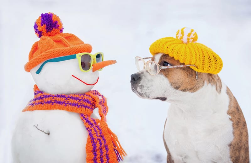snow puns snowman and dog looking at each other