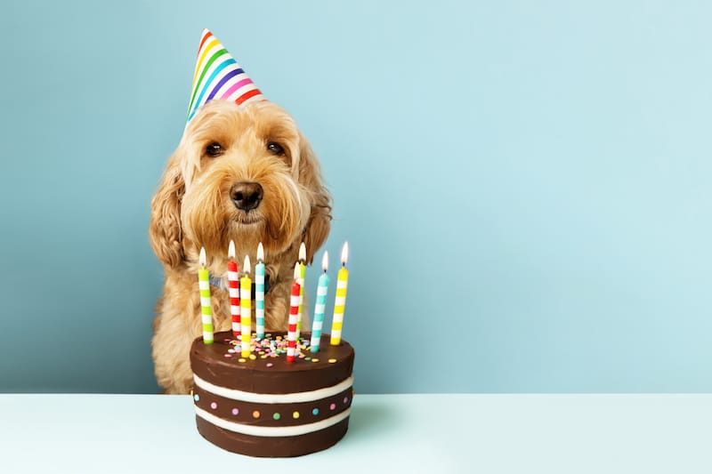 thank you for the birthday wishes funny dog with cake