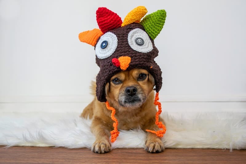 thanksgiving jokes dog in turkey hat