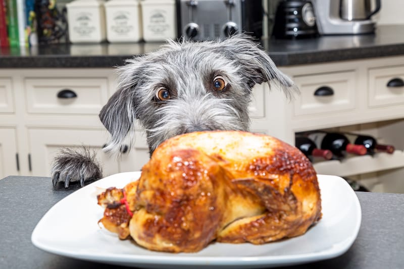thanksgiving jokes dog looking at turkey