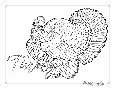 Turkey Coloring Pages Side View Detailed Feathers