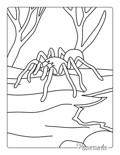 Spider Coloring Pages Easy Realistic Tarantula Crawling on Log