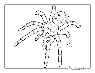 Spider Coloring Pages Realistic Tarantula Printable Outline to Color